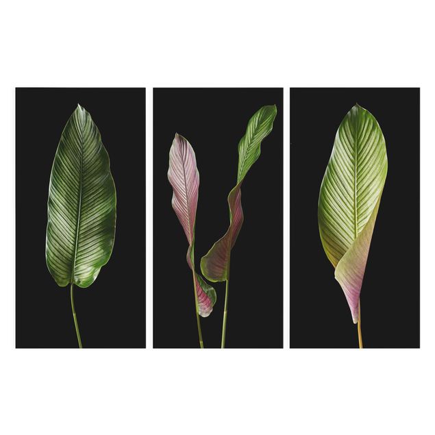 Bilder auf Leinwand Große Blätter Calathea-ornata auf Schwarz