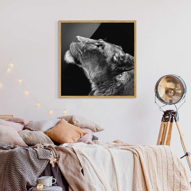 Schwarz-Weiß Bilder mit Rahmen Portrait einer Löwin
