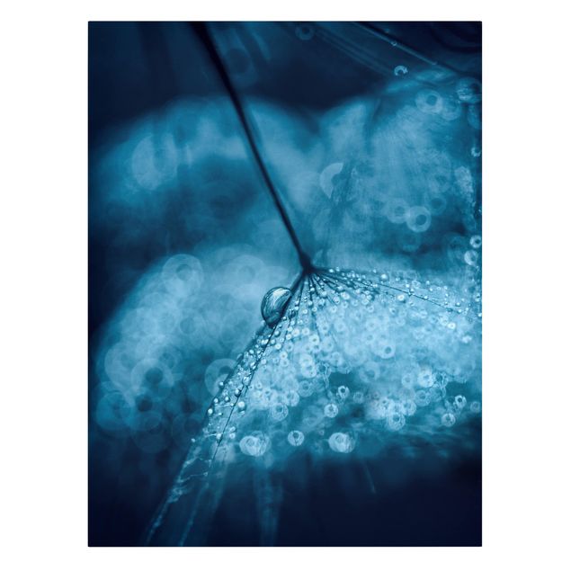 Wandbilder Blaue Pusteblume im Regen