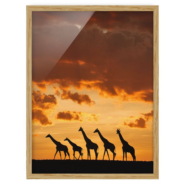 Bild mit Rahmen - Fünf Giraffen - Hochformat 3:4