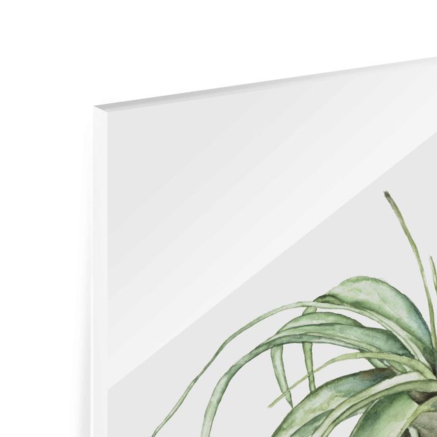 Glasbild - Luftpflanze Aquarell I - Quadrat 1:1