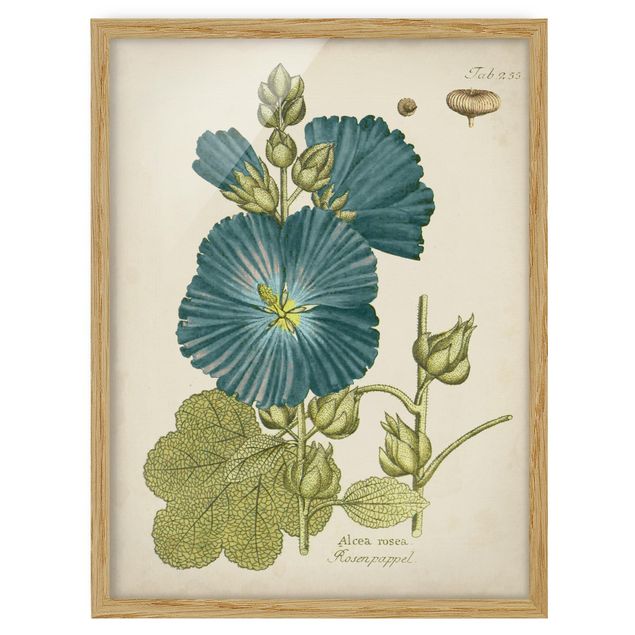 Wandbilder mit Rahmen Vintage Botanik in Blau Rosenpappel
