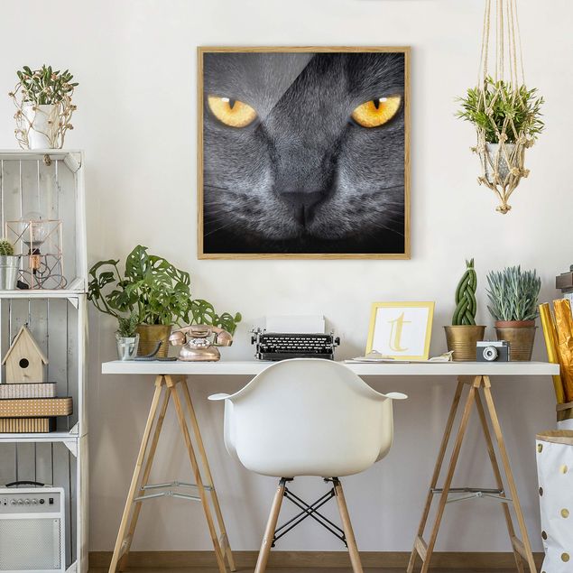 Wandbilder mit Rahmen Cats Gaze