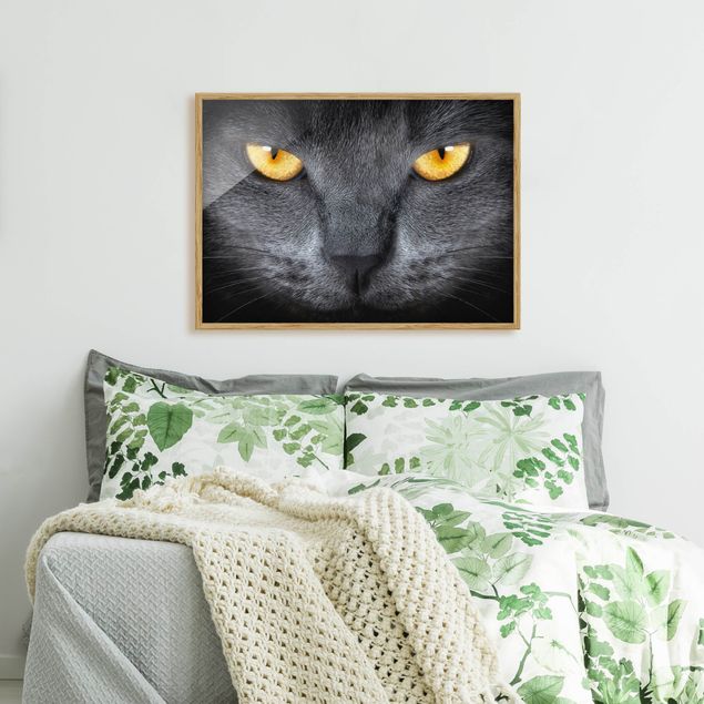 Bilder mit Rahmen abstrakt Cats Gaze