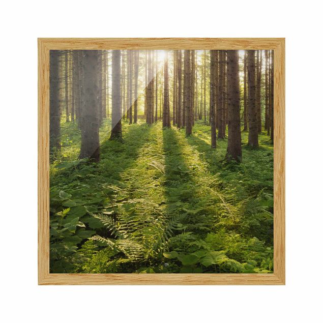 Bild mit Rahmen - Sonnenstrahlen in grünem Wald - Quadrat 1:1