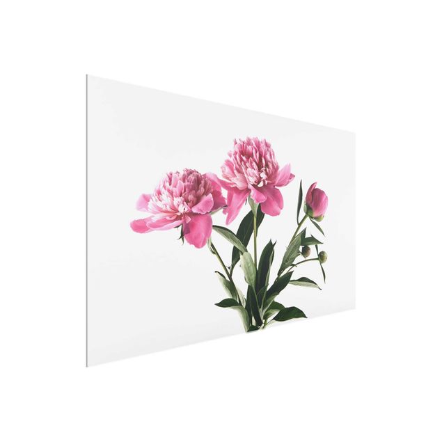 Glasbild Blumen Blüten und Knospen Pink auf Weiß