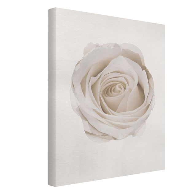 Moderne Leinwandbilder Wohnzimmer Wasserfarben - Pretty White Rose