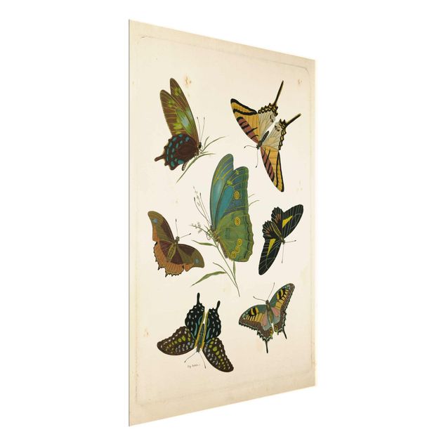 Schöne Wandbilder Vintage Illustration Exotische Schmetterlinge