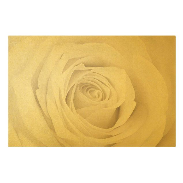 Leinwandbild Gold - Pretty White Rose - Querformat 3:2