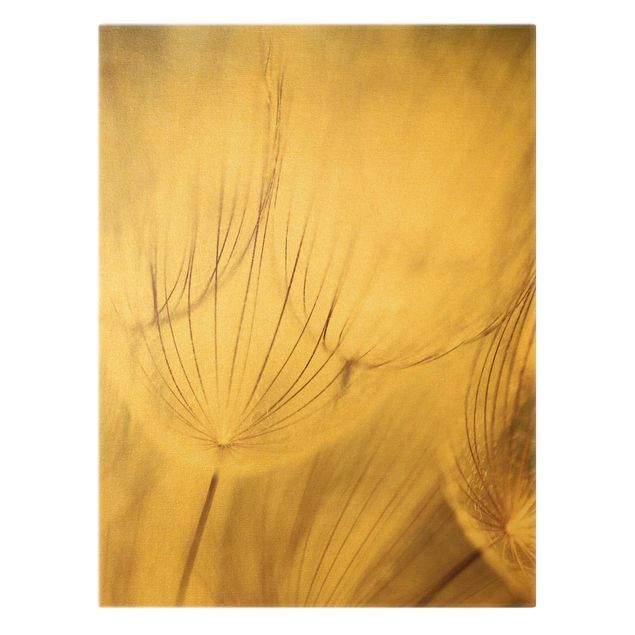 Leinwandbild Gold - Pusteblumen Nahaufnahme in wohnlicher Sepia Tönung - Hochformat 4:3