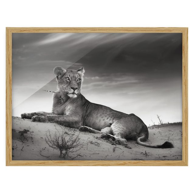 Gerahmte Bilder abstrakt Resting Lion