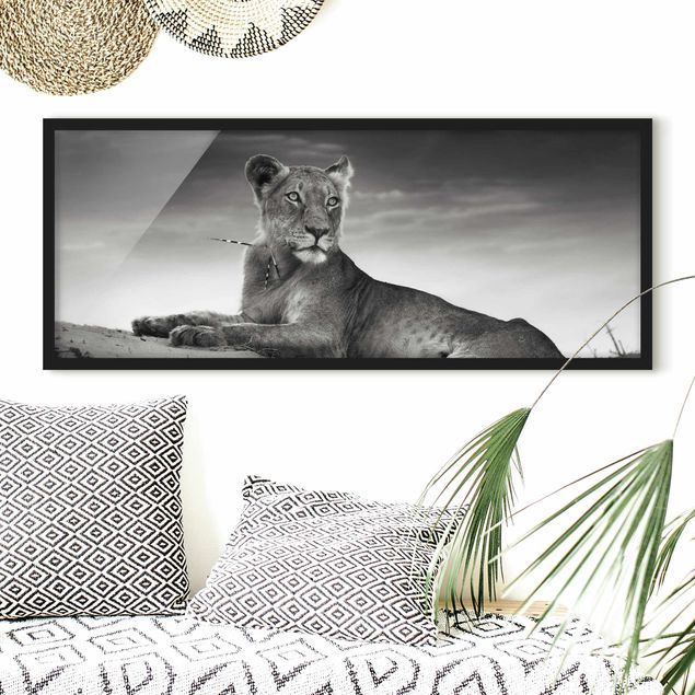 Bilder mit Rahmen Schwarz-Weiß Resting Lion
