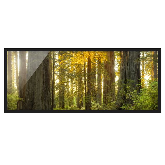 Bild mit Rahmen - Redwood National Park - Panorama Querformat