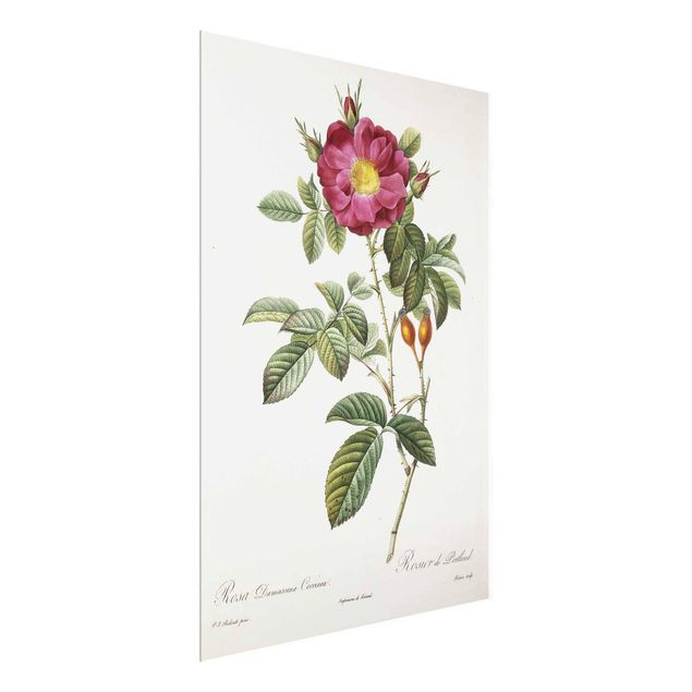 Glasbild Blumen Pierre Joseph Redouté - Portland-Rose