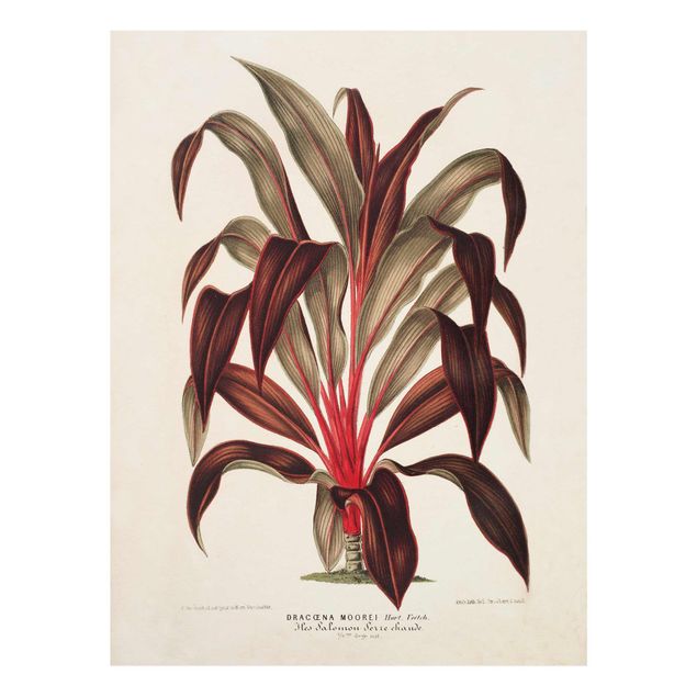 Glasbilder Botanik Vintage Illustration Drachenbaum