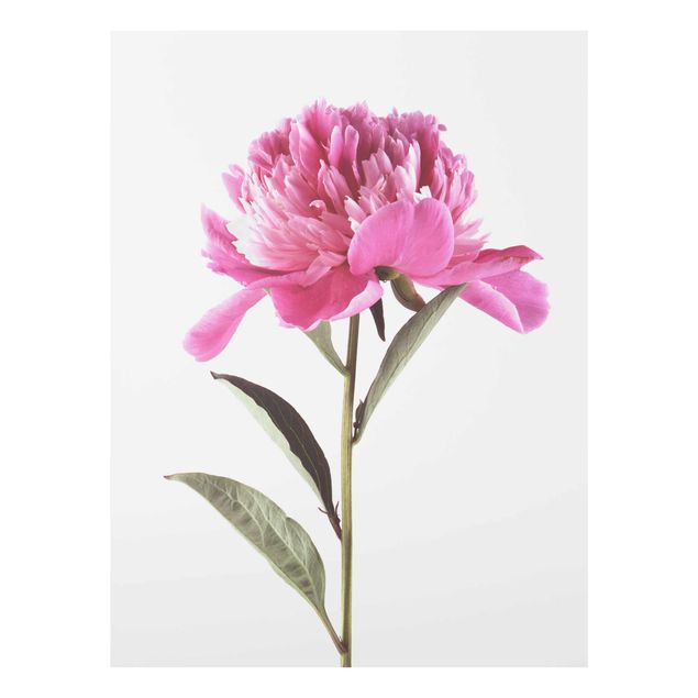 Natur Glasbilder Blühende Pfingstrose Pink auf Weiß
