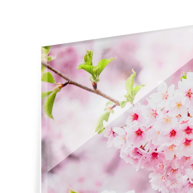 Glasbild - Japanische Kirschblüten - Querformat 4:3