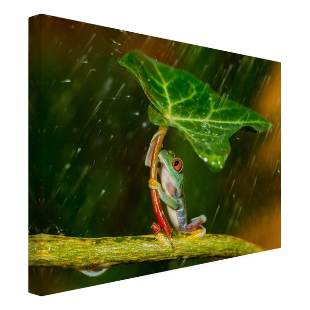 Tierbilder auf Leinwand Ein Frosch im Regen