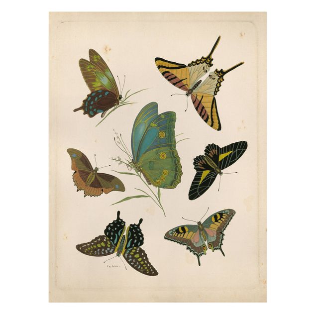 Retro Wandbilder Vintage Illustration Exotische Schmetterlinge