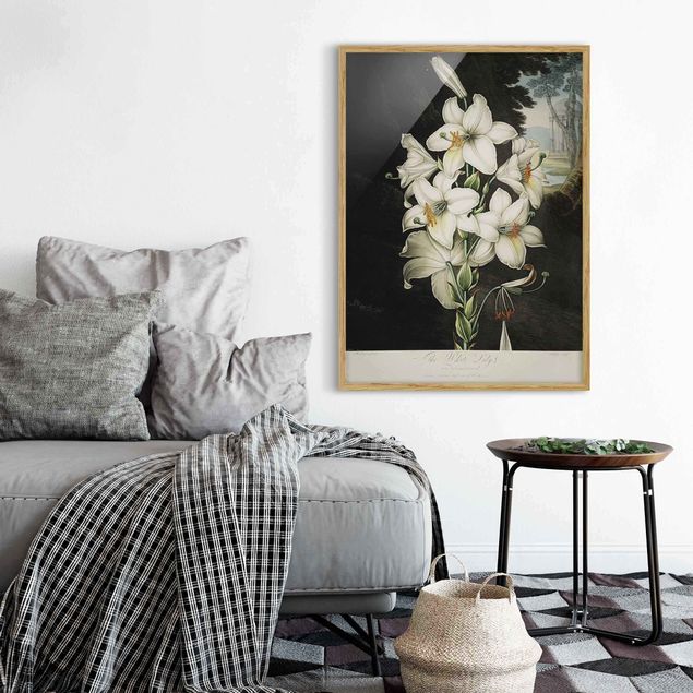 Schöne Wandbilder Botanik Vintage Illustration Weiße Lilie