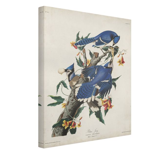Leinwandbilder Blumen Vintage Lehrtafel Blauer Häher
