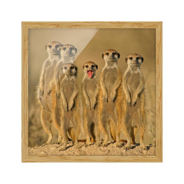 Bild mit Rahmen - Meerkat Family - Quadrat 1:1