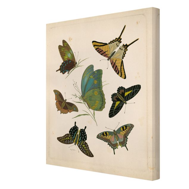 Tierbilder auf Leinwand Vintage Illustration Exotische Schmetterlinge