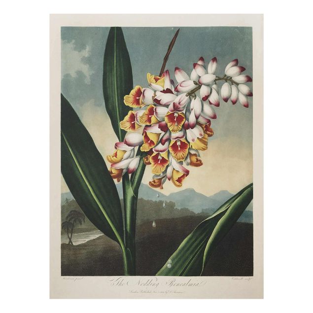 Glasbilder Botanik Vintage Illustration Ingwer mit Blüte