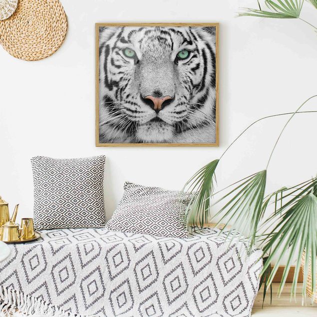 Schöne Wandbilder Weißer Tiger