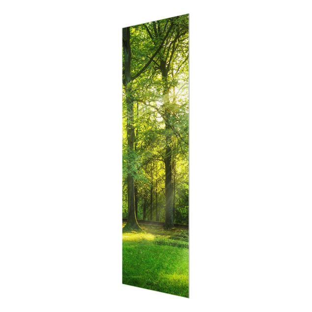 Glasbild - Spaziergang im Wald - Panel