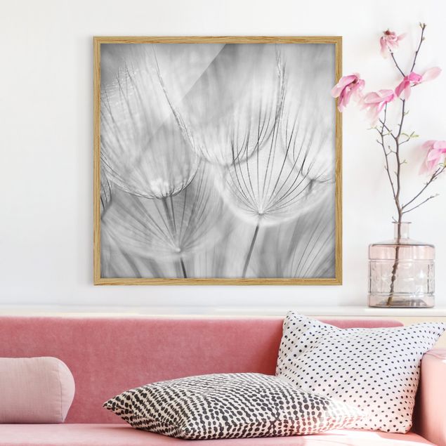 Blumen Bilder mit Rahmen Pusteblumen Makroaufnahme in schwarz weiß