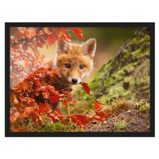 Gerahmte Bilder Natur Fuchs im Herbst
