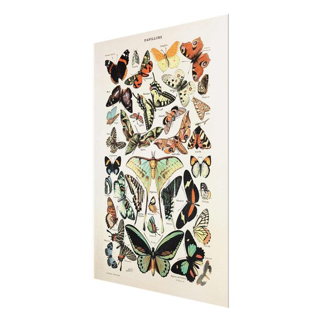 Glasbild - Vintage Lehrtafel Schmetterlinge und Falter - Hochformat 4:3