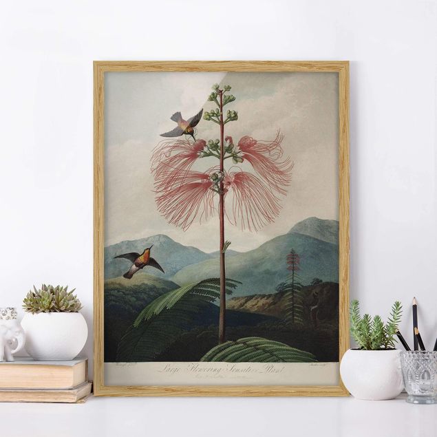 Wandbilder Tiere Botanik Vintage Illustration Blüte und Kolibri