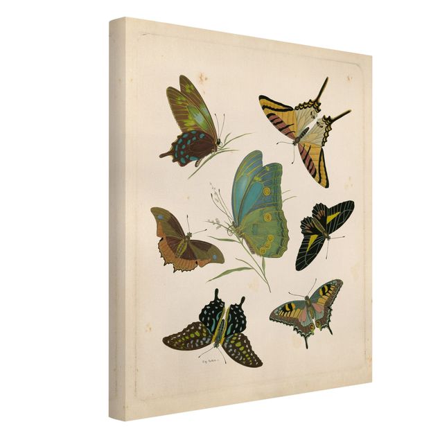 Leinwandbild Kunstdruck Vintage Illustration Exotische Schmetterlinge