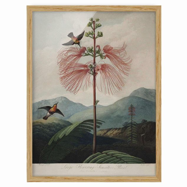 Wandbilder Botanik Vintage Illustration Blüte und Kolibri