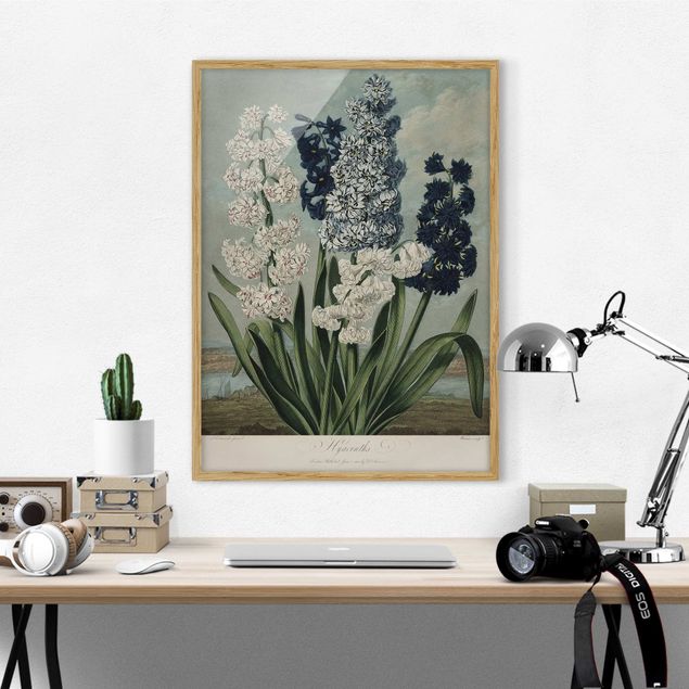 Vintage Bilder mit Rahmen Botanik Vintage Illustration Blaue und weiße Hyazinthen