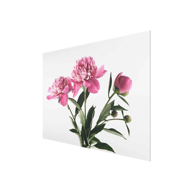 Schöne Wandbilder Blüten und Knospen Pink auf Weiß