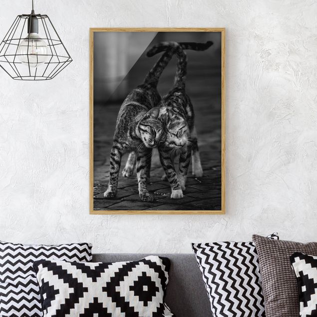 Schwarz-Weiß Bilder mit Rahmen Kätzchenfreundschaft