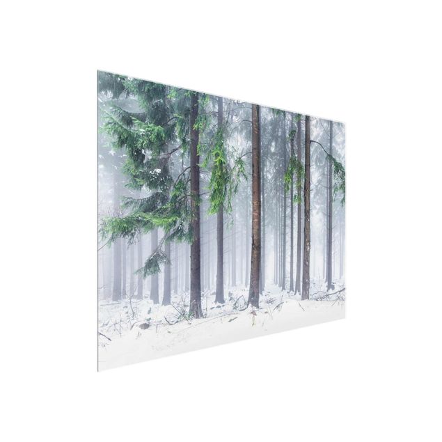 Glasbild - Nadelbäume im Winter - Querformat 4:3