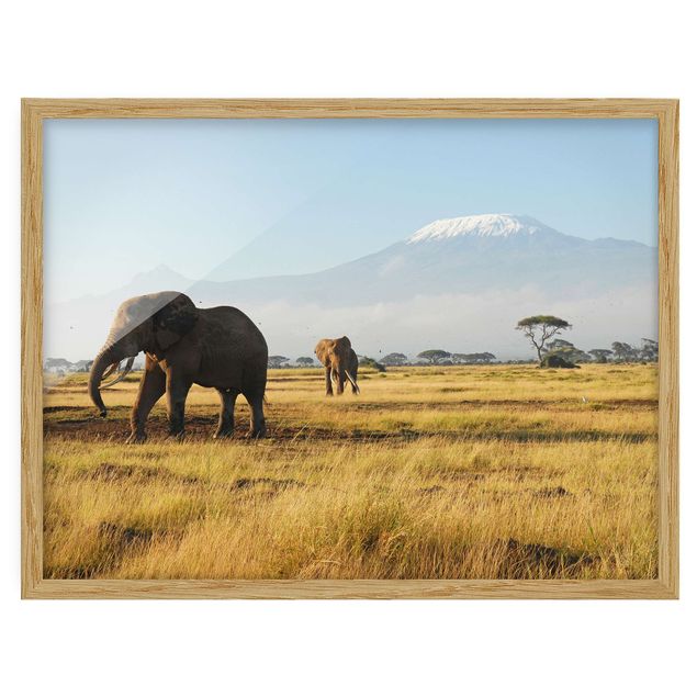 Natur Bilder mit Rahmen Elefanten vor dem Kilimanjaro in Kenia