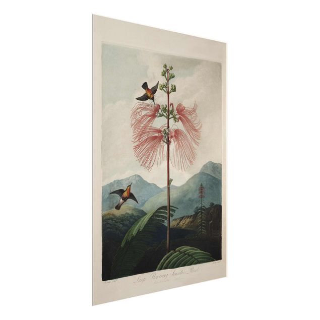 Glasbild Natur Botanik Vintage Illustration Blüte und Kolibri