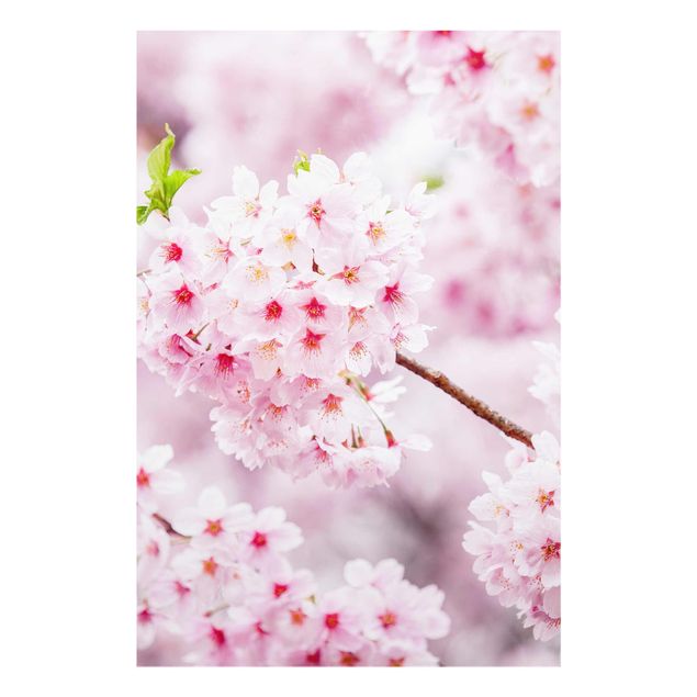 Glasbild - Japanische Kirschblüten - Hochformat 2:3