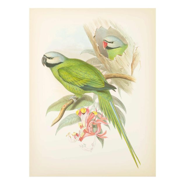 Schöne Wandbilder Vintage Illustration Tropische Vögel II
