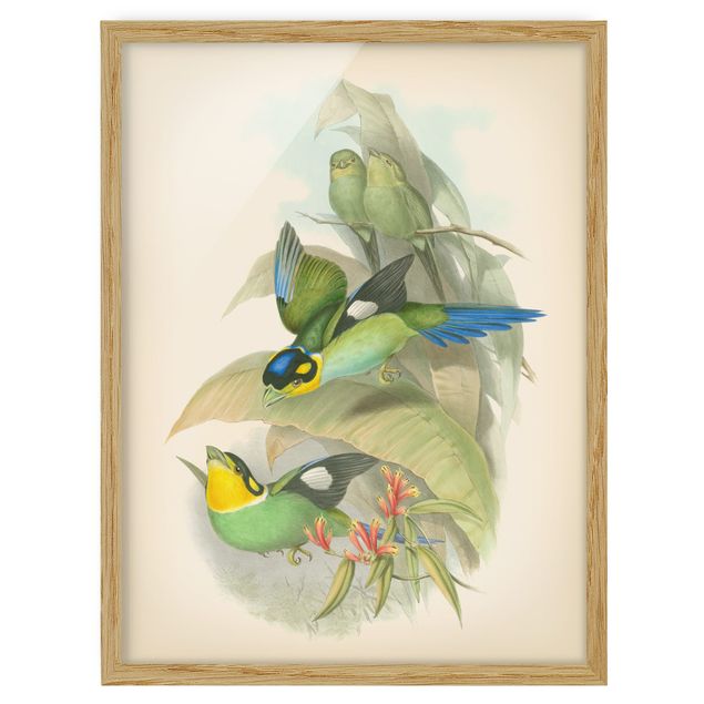 Kunstdrucke mit Rahmen Vintage Illustration Tropische Vögel