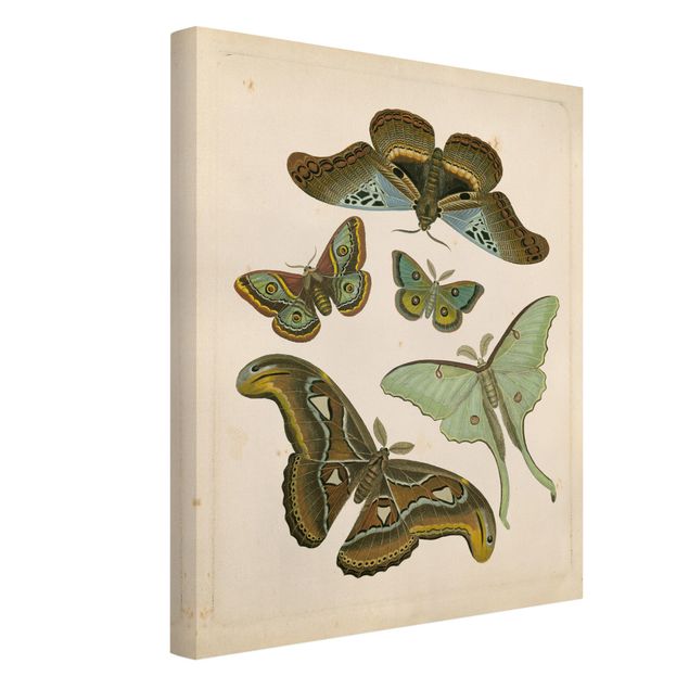 Kunstdrucke auf Leinwand Vintage Illustration Exotische Schmetterlinge II