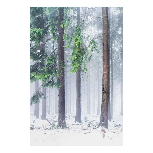 Glasbild - Nadelbäume im Winter - Hochformat 2:3