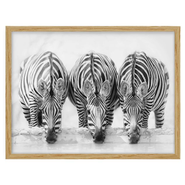 Gerahmte Bilder Zebra Trio schwarz-weiß