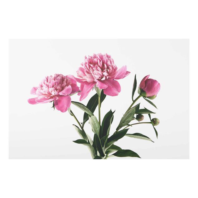 Glasbilder Natur Blüten und Knospen Pink auf Weiß