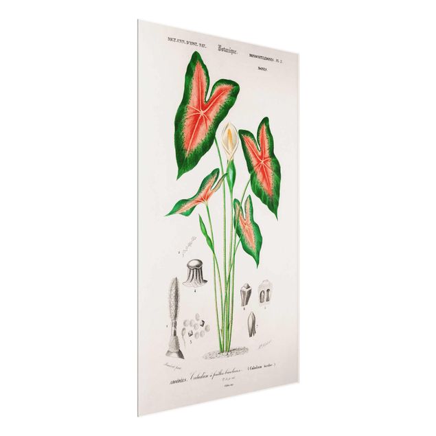 Wandbilder Botanik Vintage Illustration Tropische Pflanze I